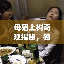 母豬上樹(shù)奇觀揭秘，獨(dú)家旅游攻略，帶你探秘獨(dú)特體驗(yàn)！