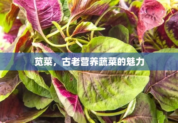 風(fēng)度翩翩 第3頁(yè)