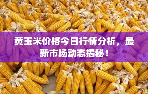 黃玉米價格今日行情分析，最新市場動態(tài)揭秘！