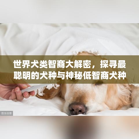 世界犬類智商大解密，探尋最聰明的犬種與神秘低智商犬種之謎！