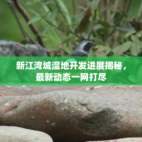 新江灣城濕地開(kāi)發(fā)進(jìn)展揭秘，最新動(dòng)態(tài)一網(wǎng)打盡