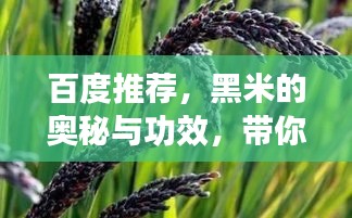 百度推薦，黑米的奧秘與功效，帶你探索黑米的世界！