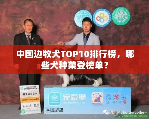 中國邊牧犬TOP10排行榜，哪些犬種榮登榜單？