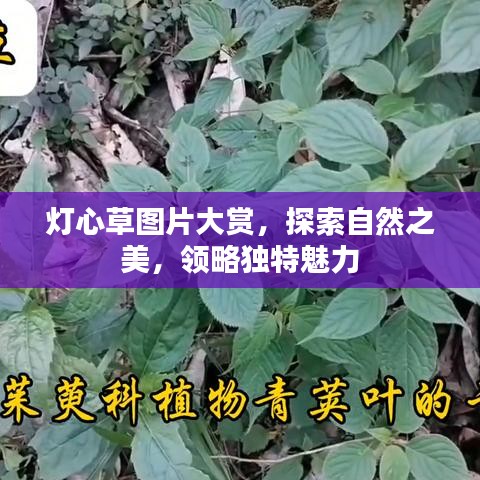 燈心草圖片大賞，探索自然之美，領(lǐng)略獨(dú)特魅力