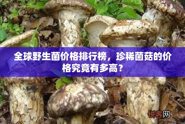 全球野生菌價(jià)格排行榜，珍稀菌菇的價(jià)格究竟有多高？