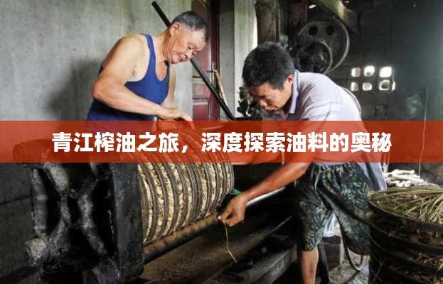青江榨油之旅，深度探索油料的奧秘