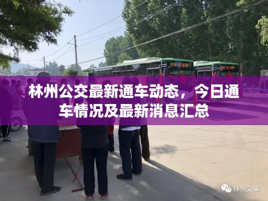 林州公交最新通車動態(tài)，今日通車情況及最新消息匯總