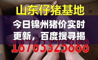 今日錦州豬價(jià)實(shí)時(shí)更新，百度搜尋揭示最新市場(chǎng)動(dòng)態(tài)