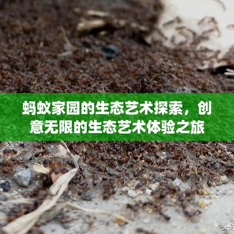 螞蟻家園的生態(tài)藝術探索，創(chuàng)意無限的生態(tài)藝術體驗之旅