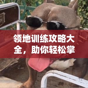 領(lǐng)地訓(xùn)練攻略大全，助你輕松掌握最新訓(xùn)練技巧！