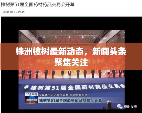 株洲樟樹最新動(dòng)態(tài)，新聞?lì)^條聚焦關(guān)注