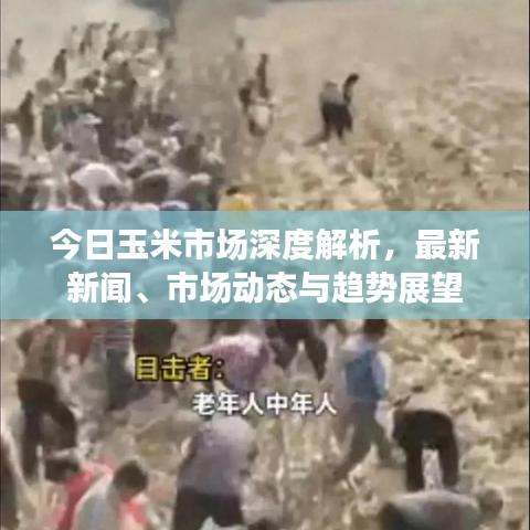 今日玉米市場深度解析，最新新聞、市場動態(tài)與趨勢展望