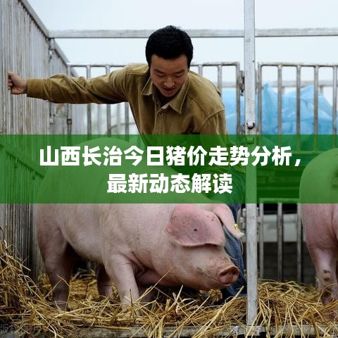 山西長治今日豬價走勢分析，最新動態(tài)解讀