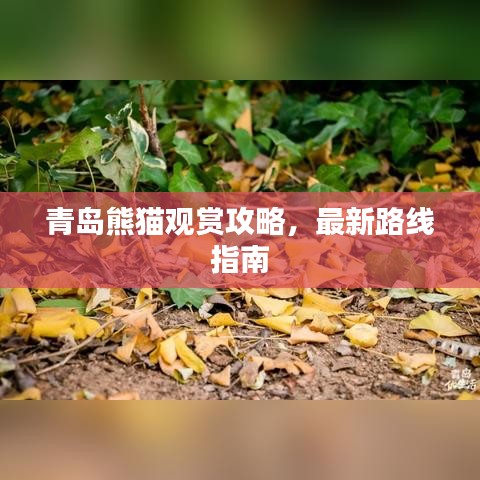 青島熊貓觀賞攻略，最新路線指南