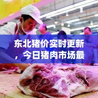 東北豬價實時更新，今日豬肉市場最新動態(tài)分析