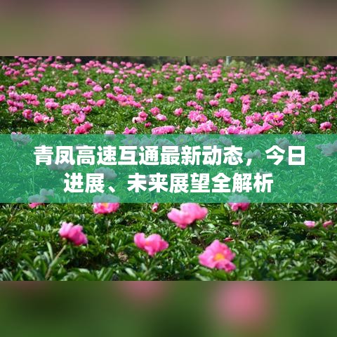 青鳳高速互通最新動(dòng)態(tài)，今日進(jìn)展、未來展望全解析