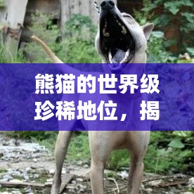 熊貓的世界級(jí)珍稀地位，揭秘全球稀有排名榜單