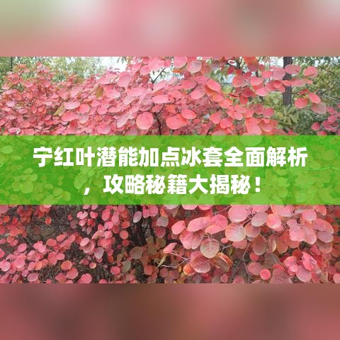 寧紅葉潛能加點(diǎn)冰套全面解析，攻略秘籍大揭秘！