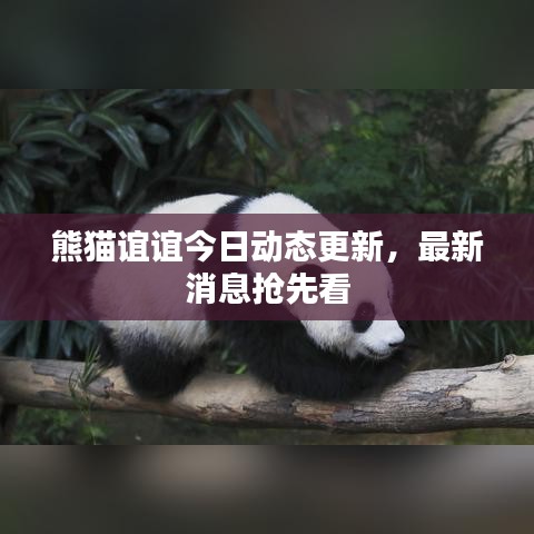 熊貓誼誼今日動態(tài)更新，最新消息搶先看