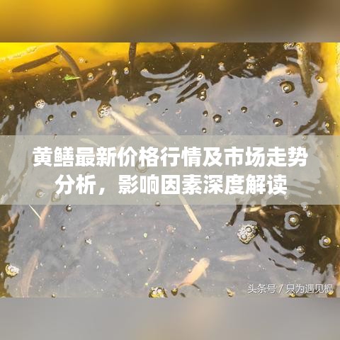 黃鱔最新價格行情及市場走勢分析，影響因素深度解讀