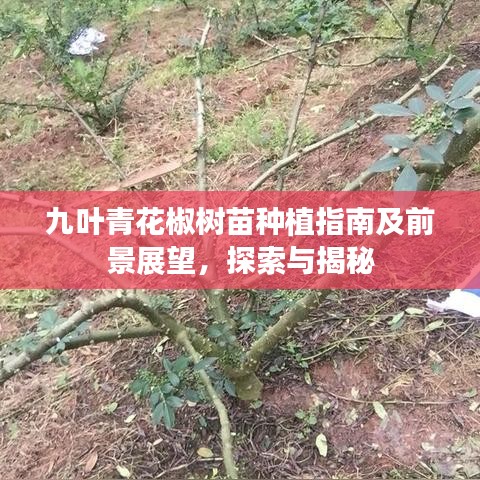 九葉青花椒樹苗種植指南及前景展望，探索與揭秘
