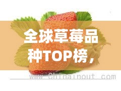 全球草莓品種TOP榜，十大草莓品種爭奇斗艷！