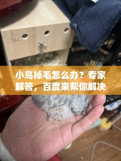 小鳥(niǎo)掉毛怎么辦？專家解答，百度來(lái)幫你解決疑惑！