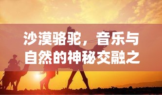 沙漠駱駝，音樂與自然的神秘交融之旅