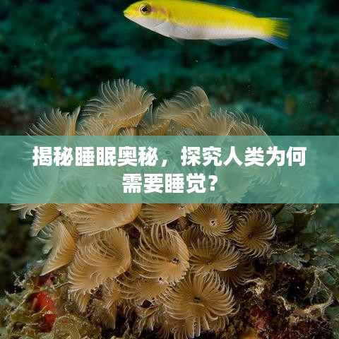 揭秘睡眠奧秘，探究人類為何需要睡覺？