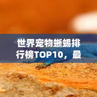世界寵物蜥蜴排行榜TOP10，最受歡迎的寵物蜥蜴盤點(diǎn)