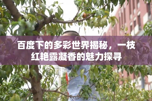 百度下的多彩世界揭秘，一枝紅艷露凝香的魅力探尋