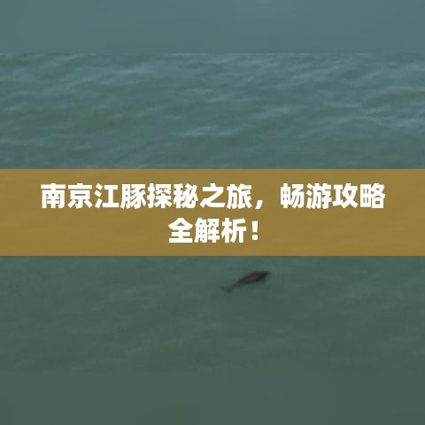 南京江豚探秘之旅，暢游攻略全解析！