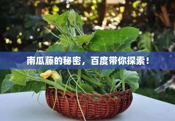 南瓜藤的秘密，百度帶你探索！