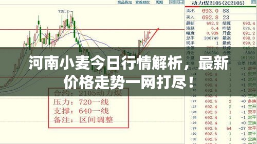 河南小麥今日行情解析，最新價(jià)格走勢一網(wǎng)打盡！