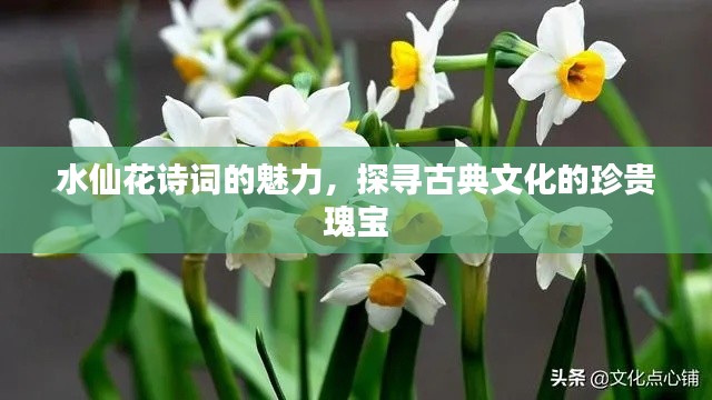水仙花詩詞的魅力，探尋古典文化的珍貴瑰寶