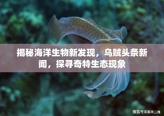 揭秘海洋生物新發(fā)現(xiàn)，烏賊頭條新聞，探尋奇特生態(tài)現(xiàn)象