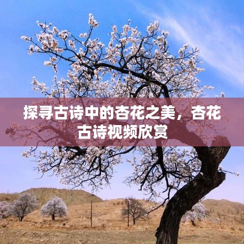 探尋古詩(shī)中的杏花之美，杏花古詩(shī)視頻欣賞