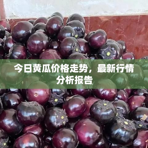 今日黃瓜價格走勢，最新行情分析報告