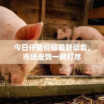 今日仔豬價(jià)格最新動(dòng)態(tài)，市場(chǎng)走勢(shì)一網(wǎng)打盡