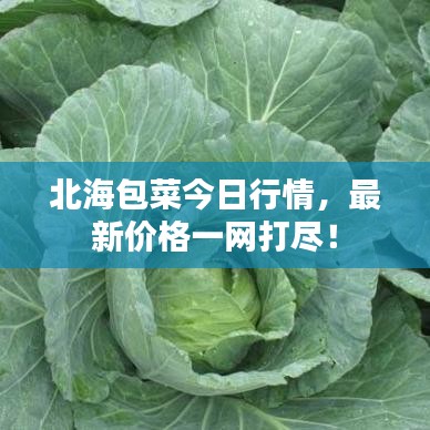 北海包菜今日行情，最新價(jià)格一網(wǎng)打盡！