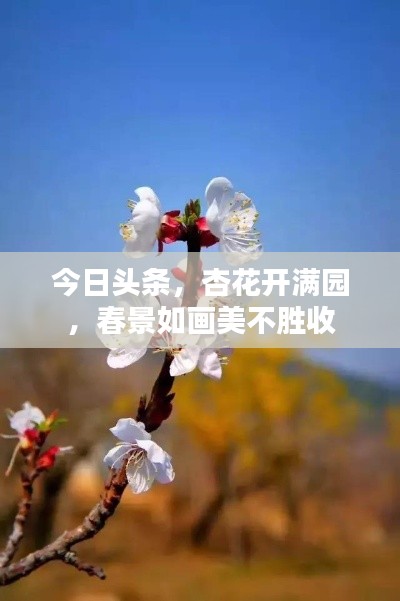 今日頭條，杏花開滿園，春景如畫美不勝收