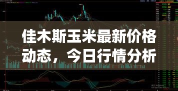 佳木斯玉米最新價格動態(tài)，今日行情分析與市場趨勢解讀