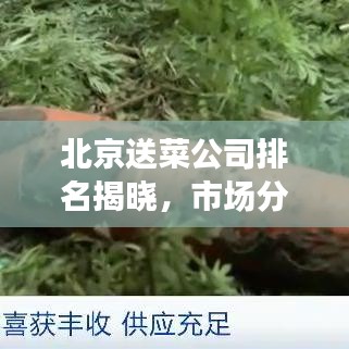 北京送菜公司排名揭曉，市場(chǎng)分析與趨勢(shì)解讀