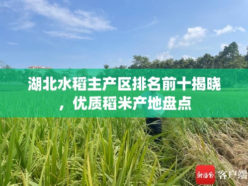 湖北水稻主產(chǎn)區(qū)排名前十揭曉，優(yōu)質(zhì)稻米產(chǎn)地盤點(diǎn)