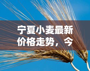 寧夏小麥最新價格走勢，今日行情動態(tài)速遞