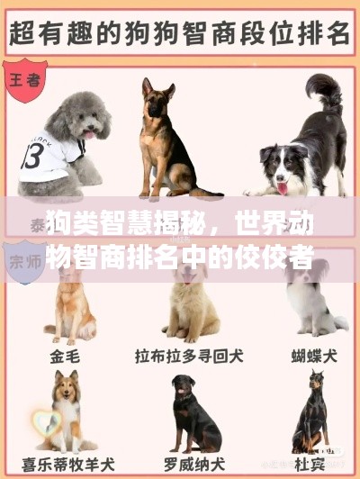 狗類智慧揭秘，世界動(dòng)物智商排名中的佼佼者