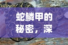蛇鱗甲的秘密，深入探索與直觀展示揭秘