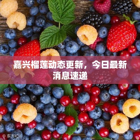 嘉興榴蓮動態(tài)更新，今日最新消息速遞