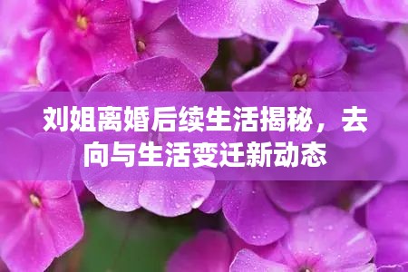 劉姐離婚后續(xù)生活揭秘，去向與生活變遷新動(dòng)態(tài)