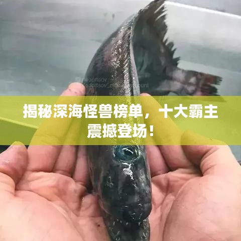 揭秘深海怪獸榜單，十大霸主震撼登場！
